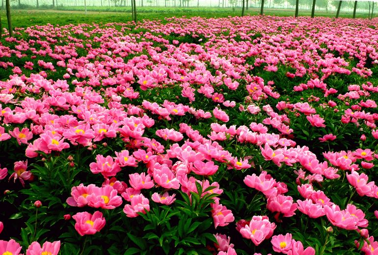 亳州市芍藥種植基地